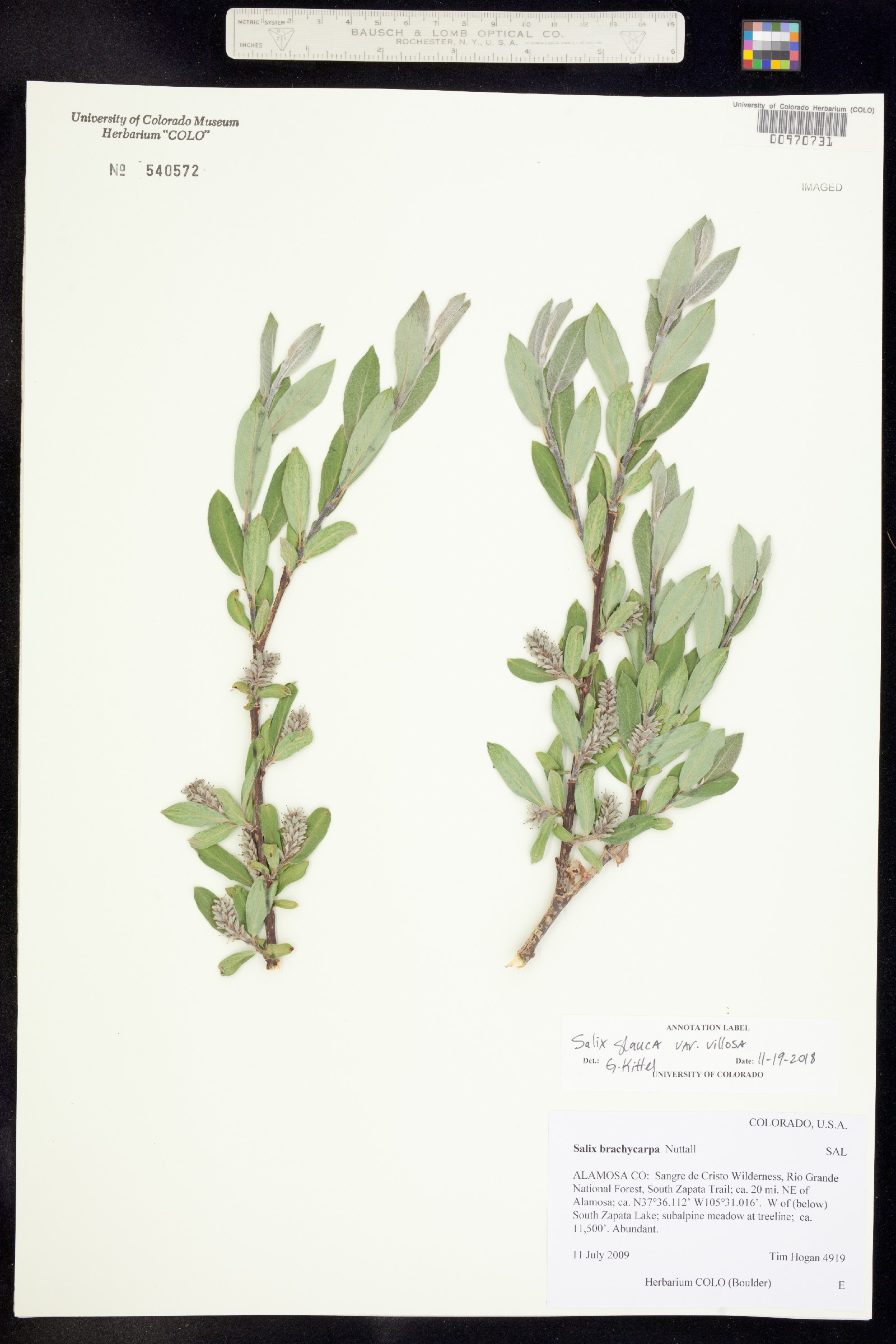 Salix glauca var. villosa image