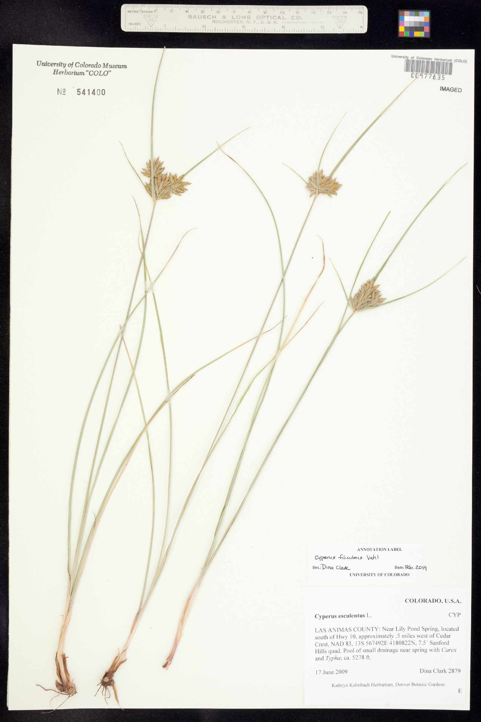 Cyperus schweinitzii image