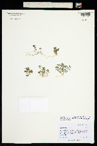 Stellaria sanjuanensis image