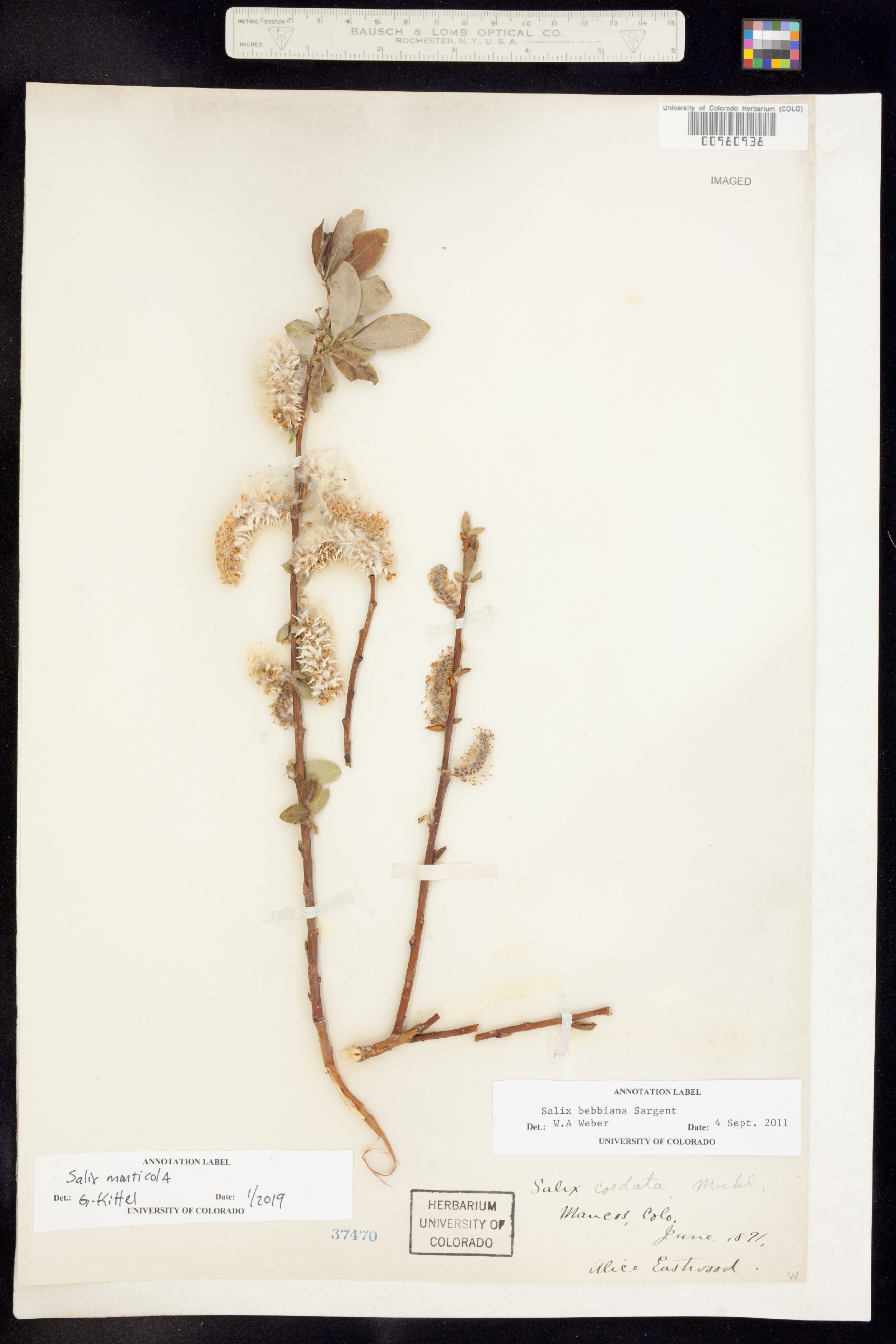 Salix monticola image