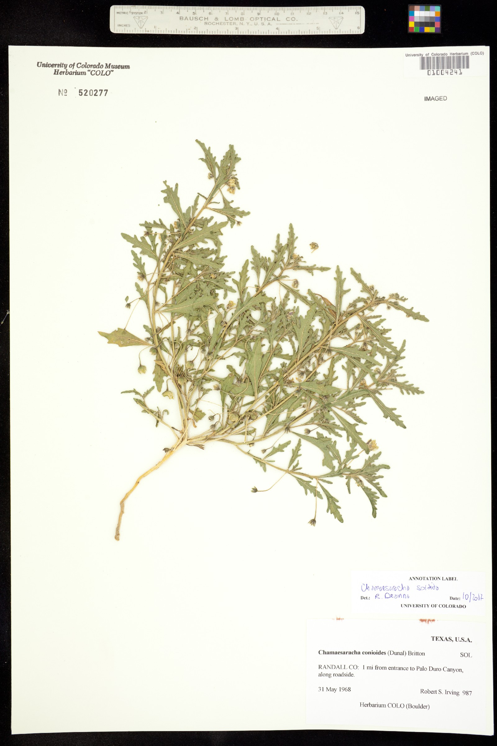 Chamaesaracha sordida image