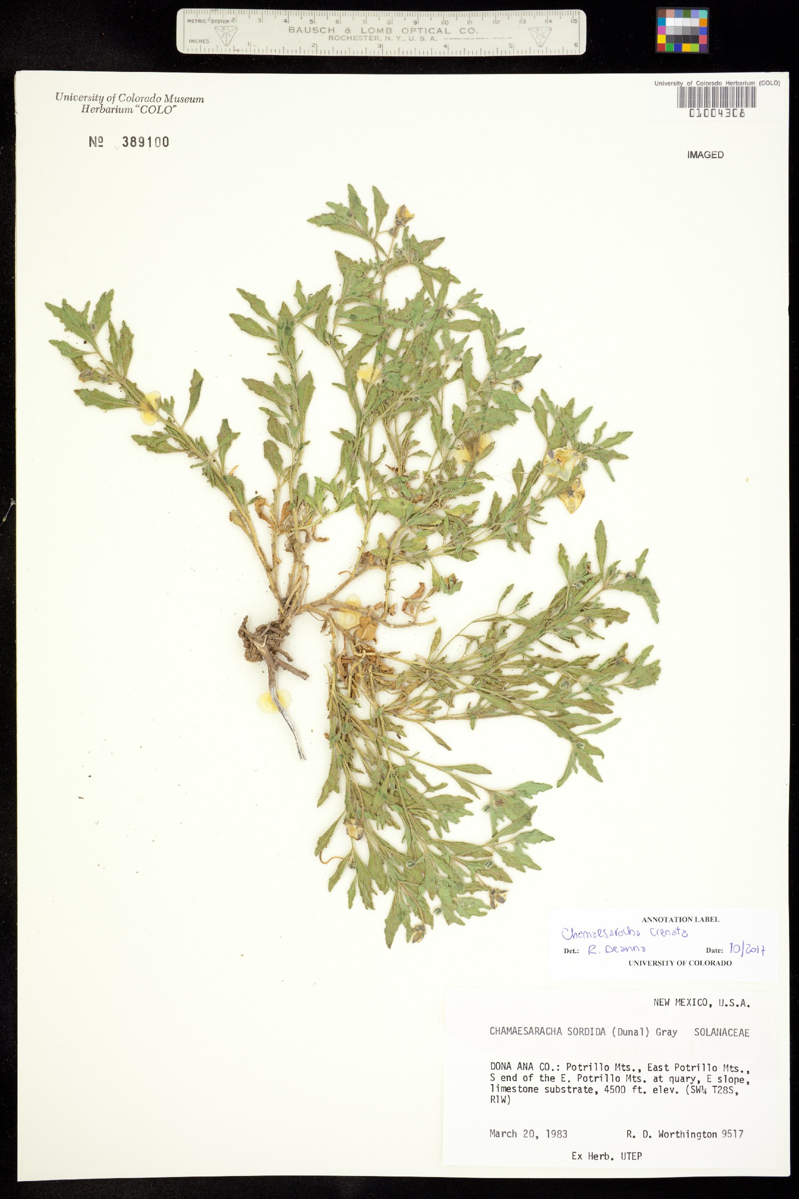 Chamaesaracha crenata image