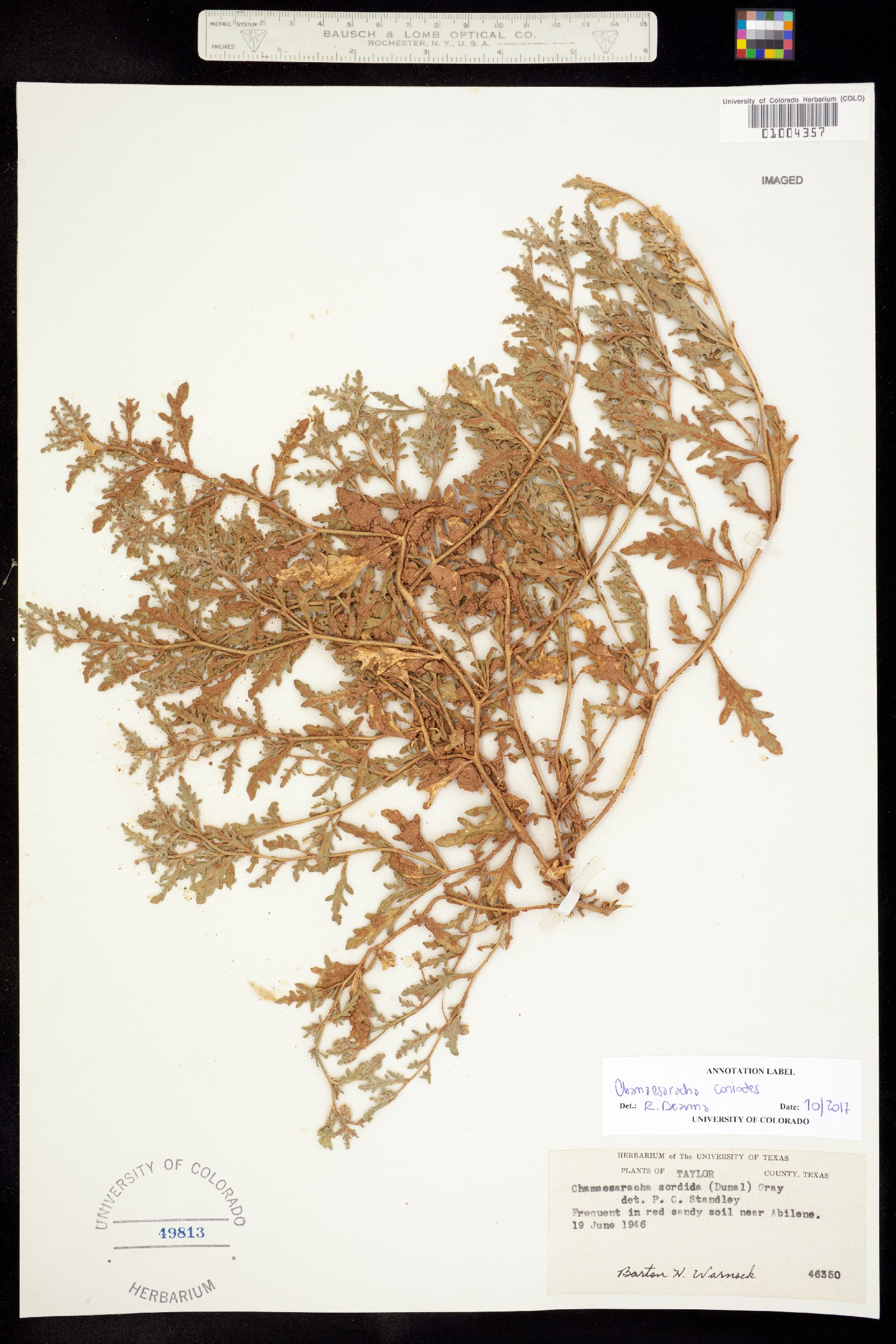 Chamaesaracha coniodes image