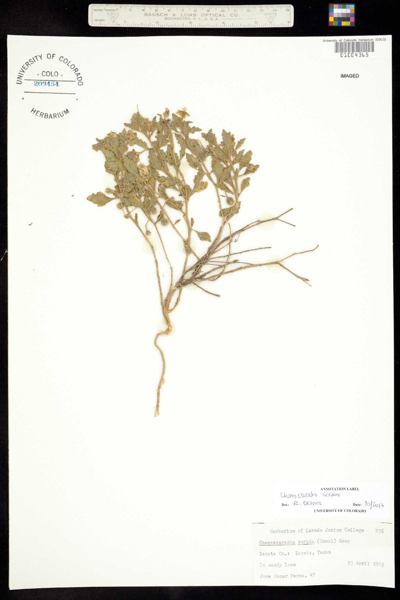 Chamaesaracha image