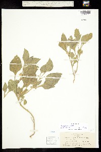 Leucophysalis nana image
