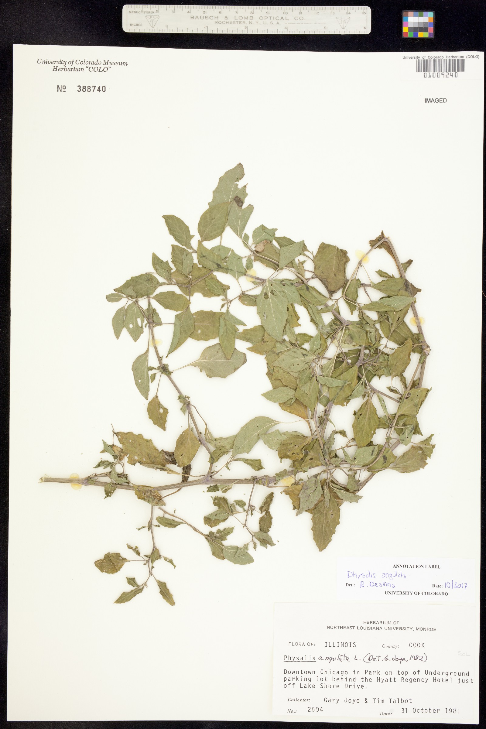 Physalis angulata image