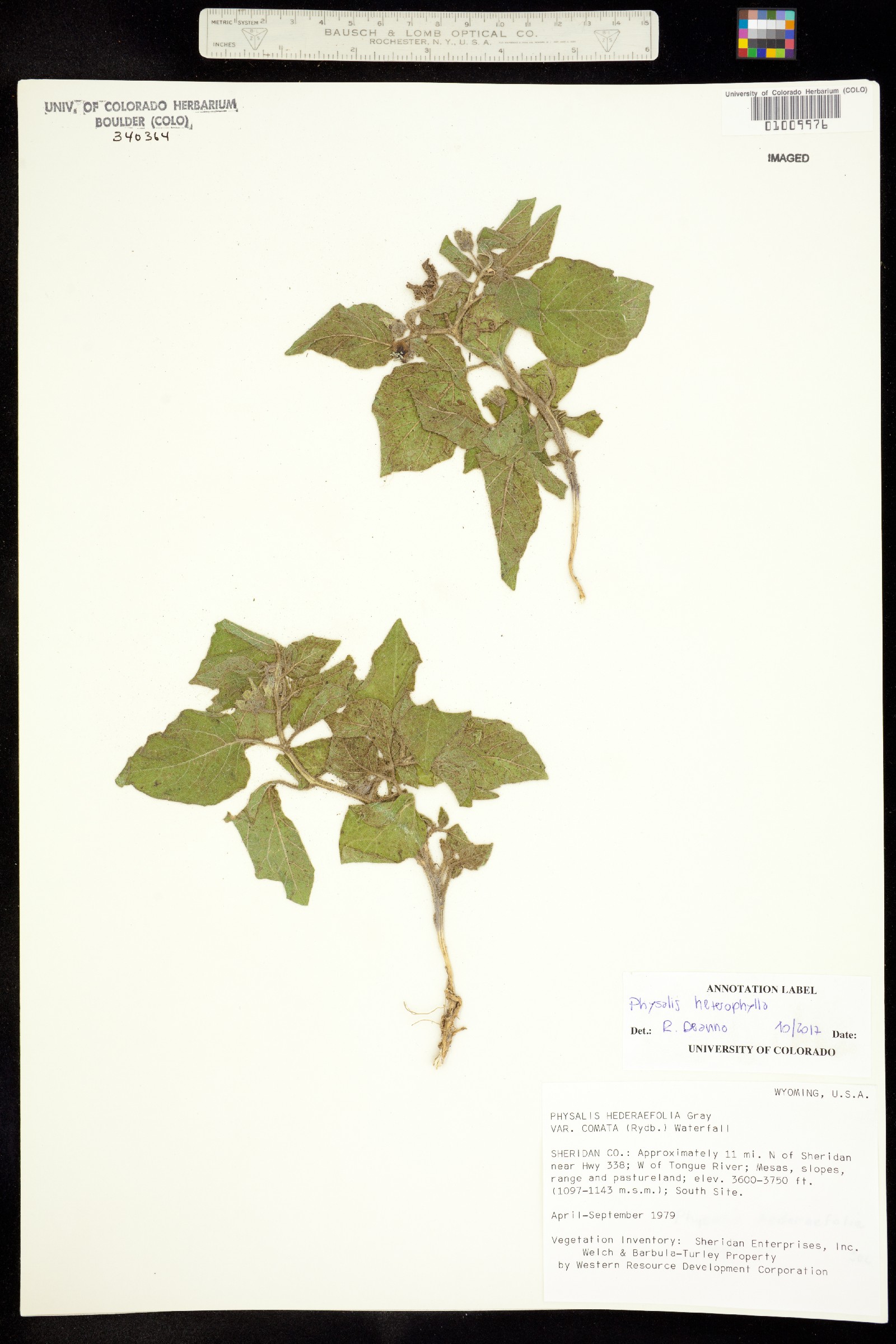 Physalis heterophylla image