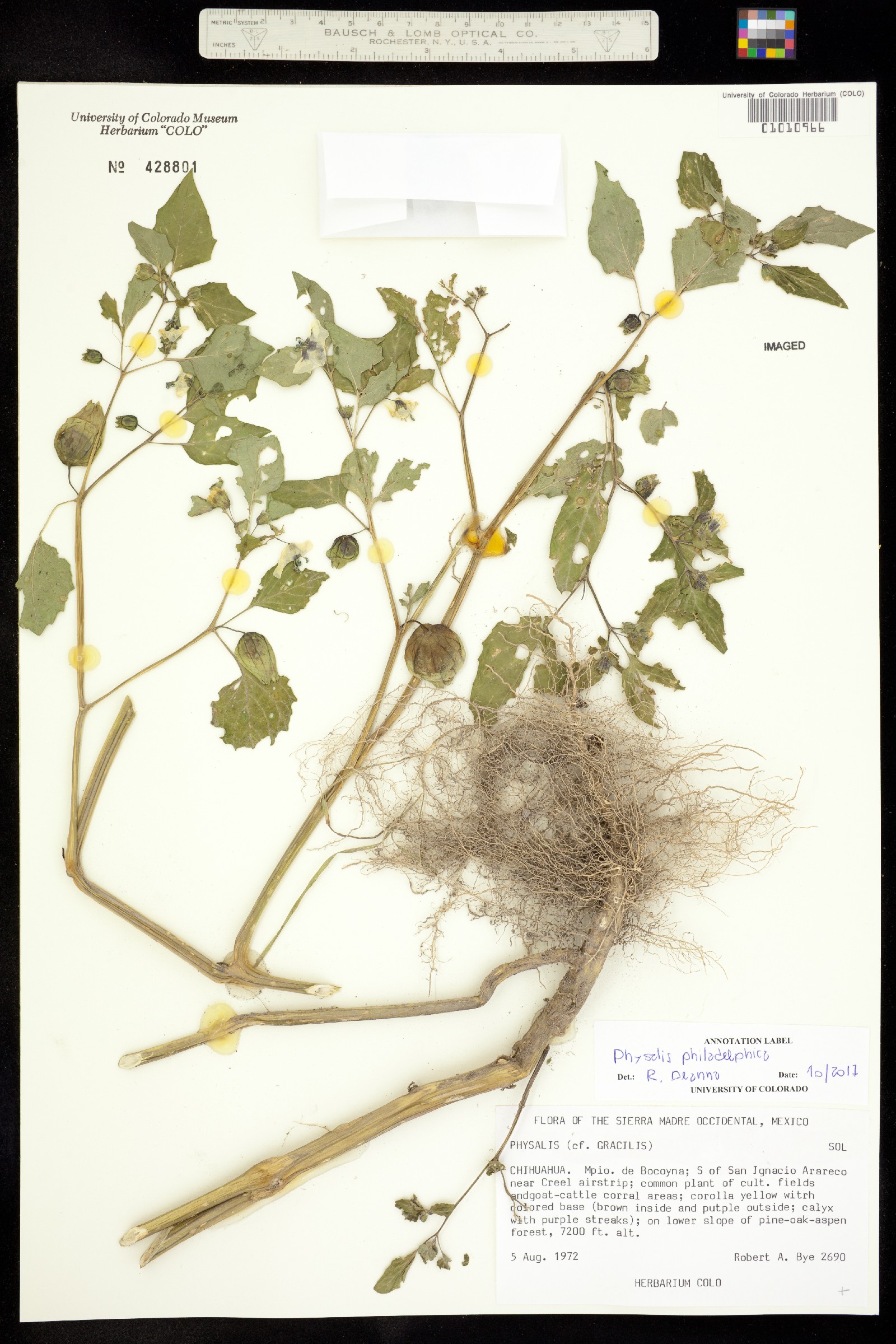 Physalis philadelphica image
