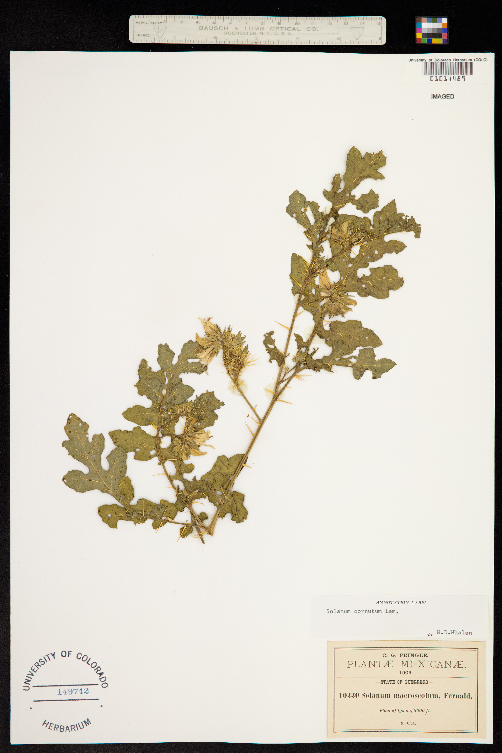 Solanum rostratum image