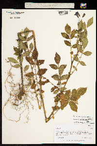Solanum iopetalum image