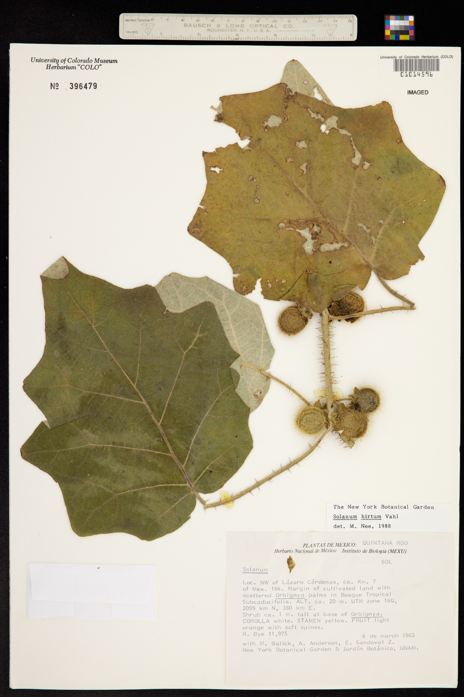 Solanum hirtum image