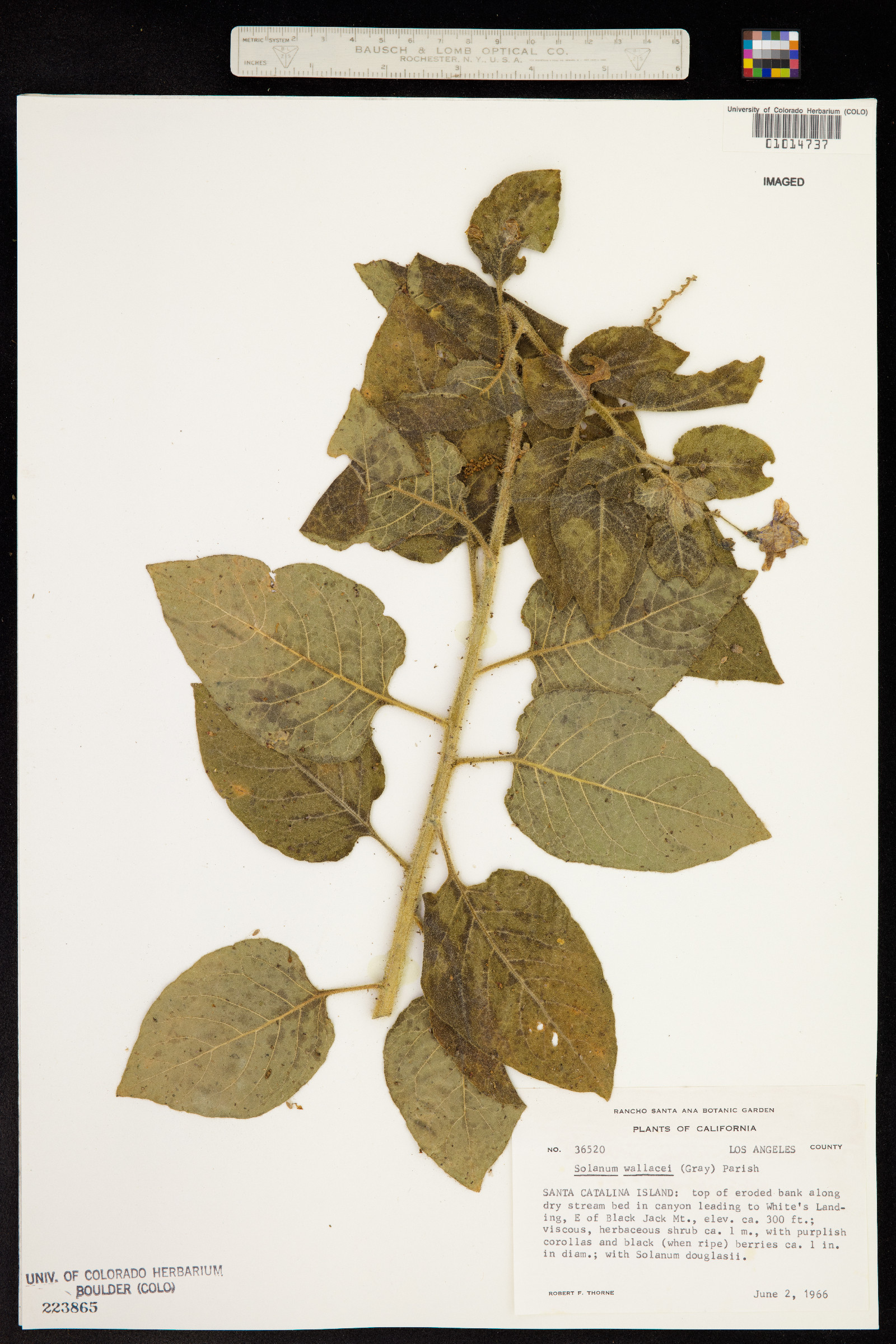 Solanum wallacei image