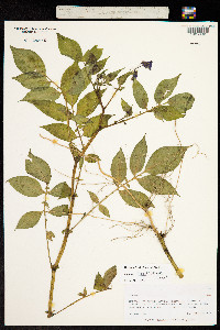 Solanum verrucosum image