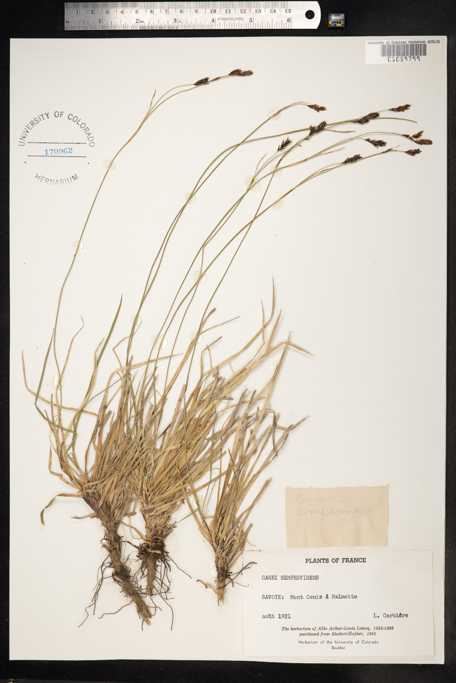 Carex sempervirens image