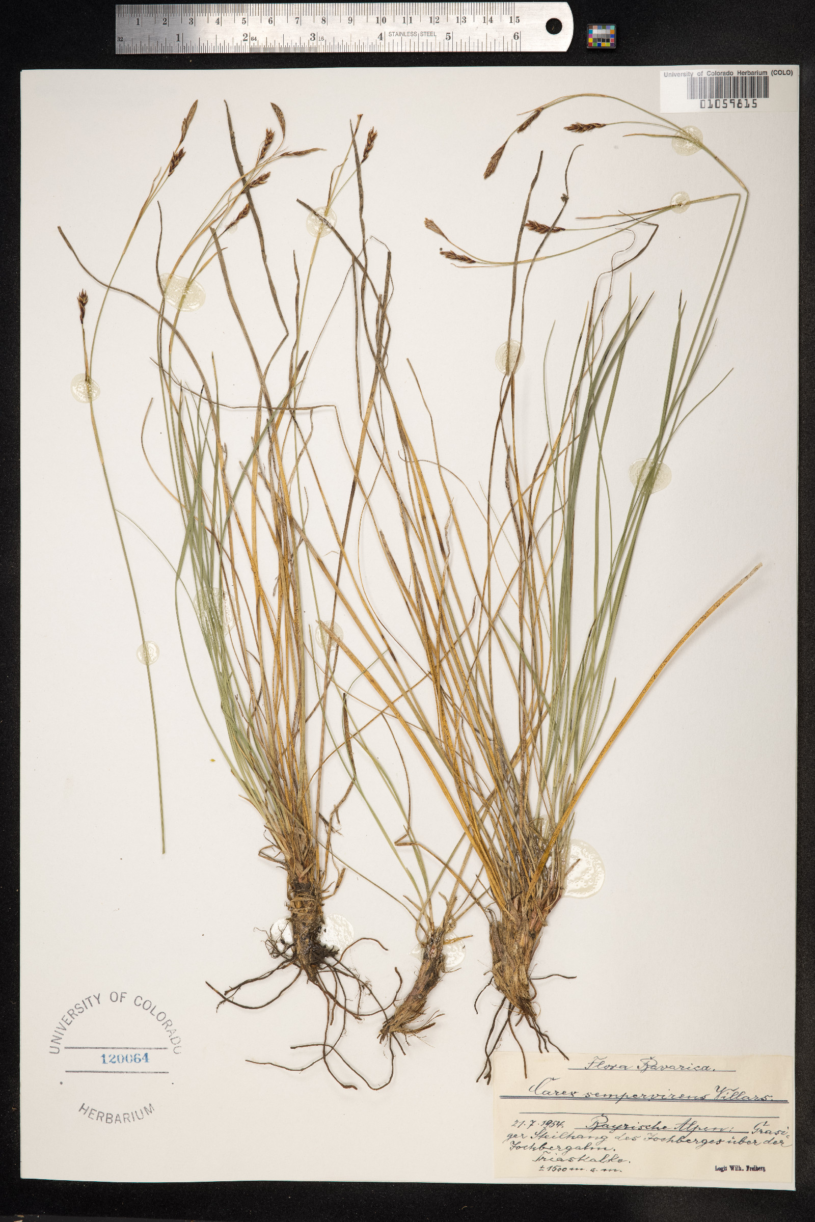 Carex sempervirens image