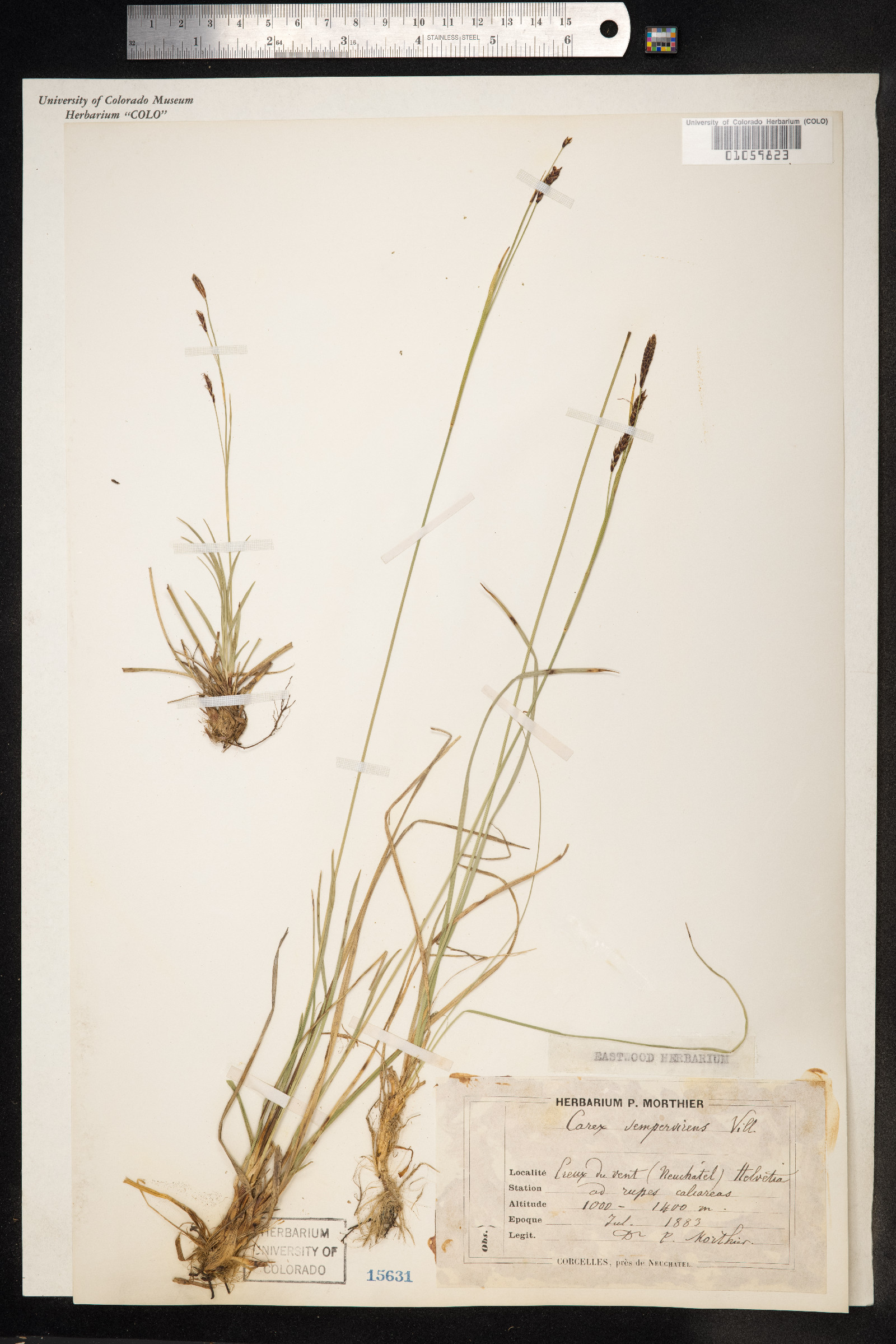 Carex sempervirens image