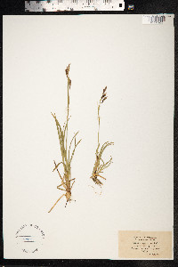Carex sempervirens image