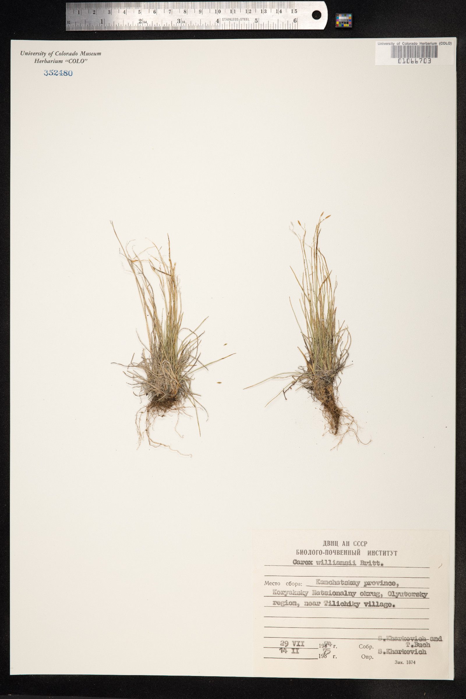 Carex williamsii image