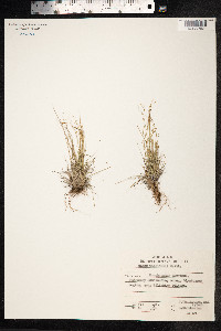Carex williamsii image