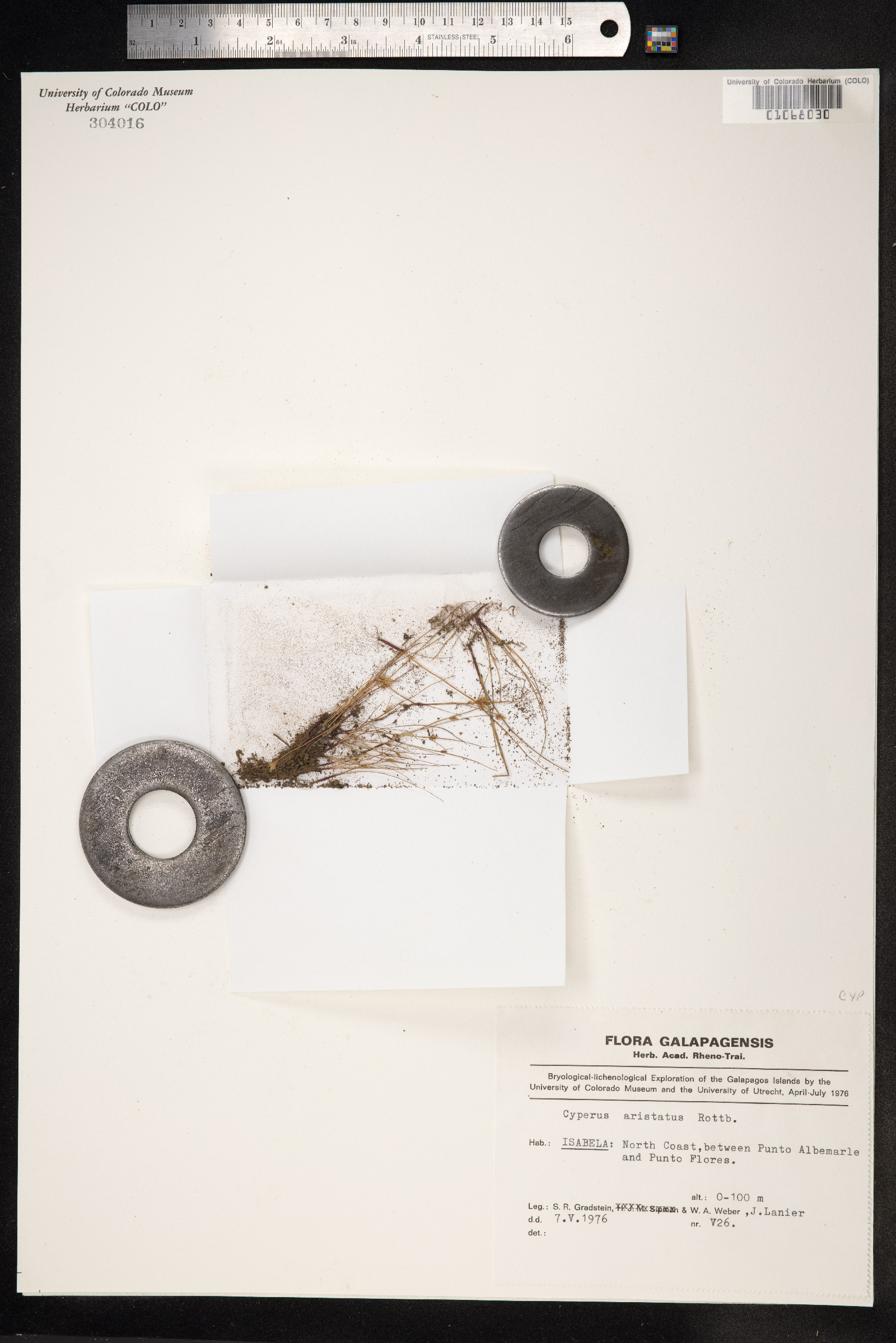 Cyperus squarrosus image