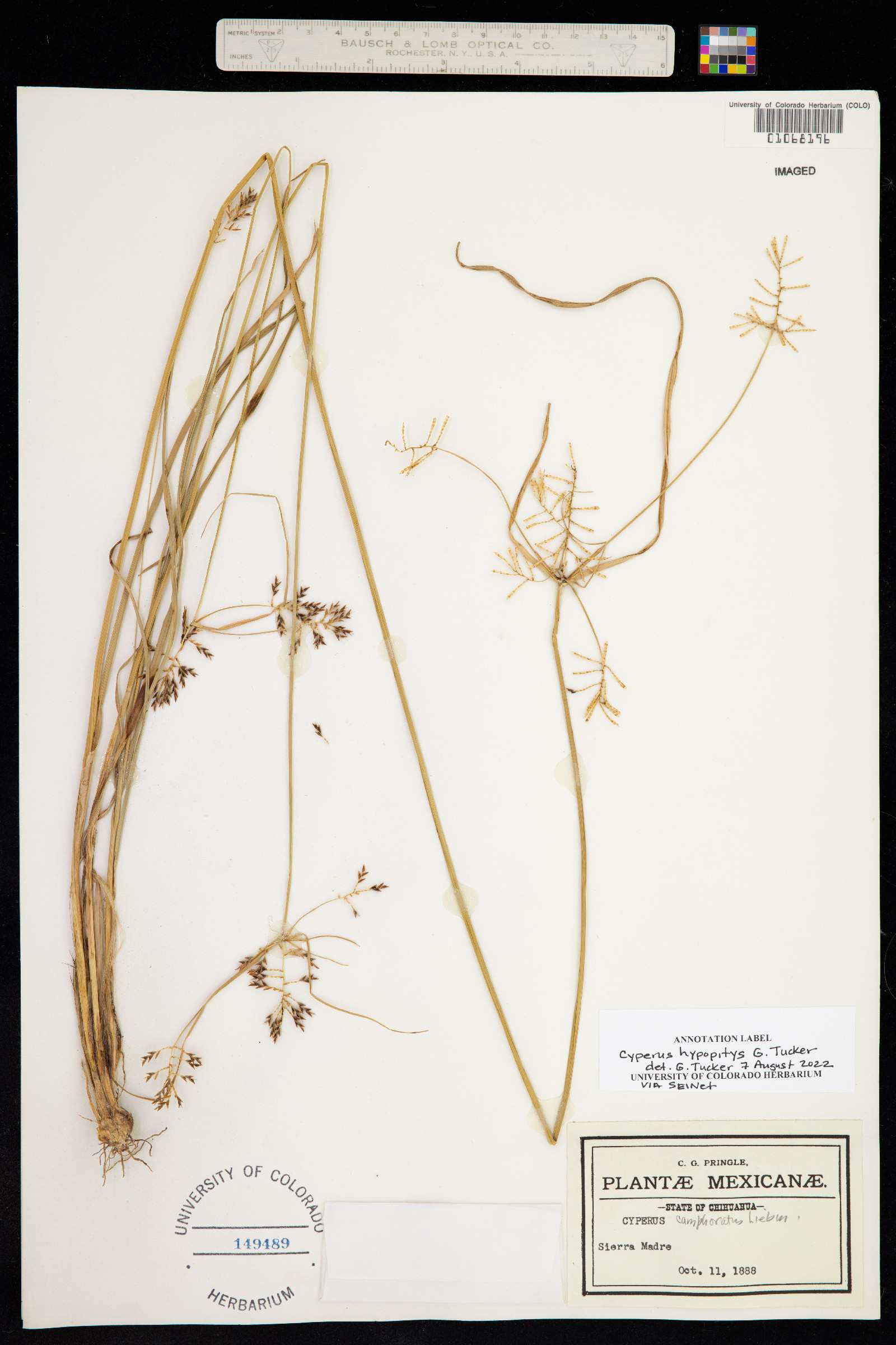 Cyperus hypopitys image