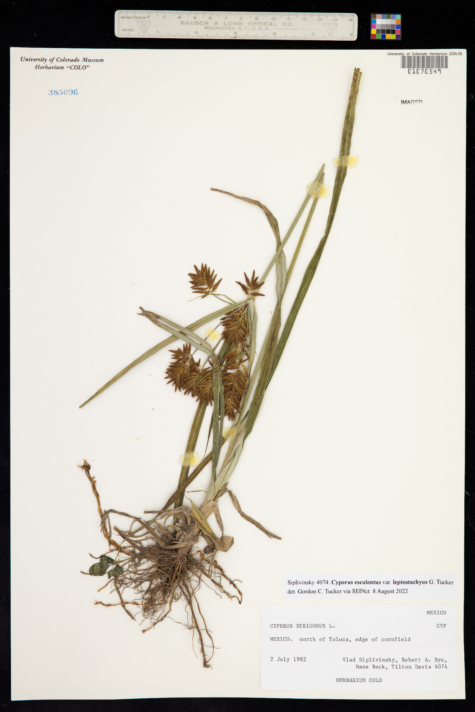 Cyperus esculentus var. leptostachyus image