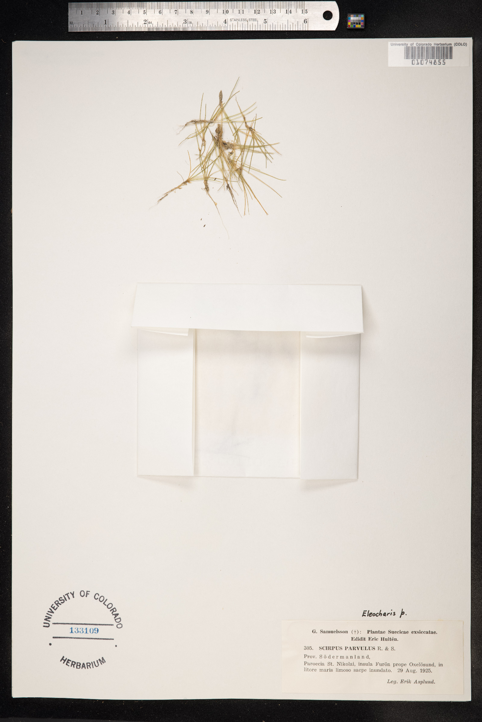 Eleocharis parvula image