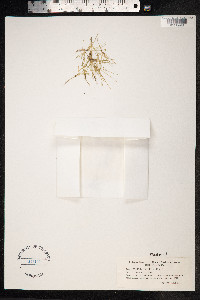Eleocharis parvula image