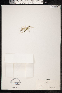 Eleocharis parvula image
