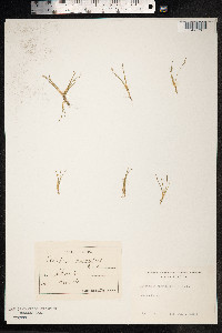 Eleocharis parvula image