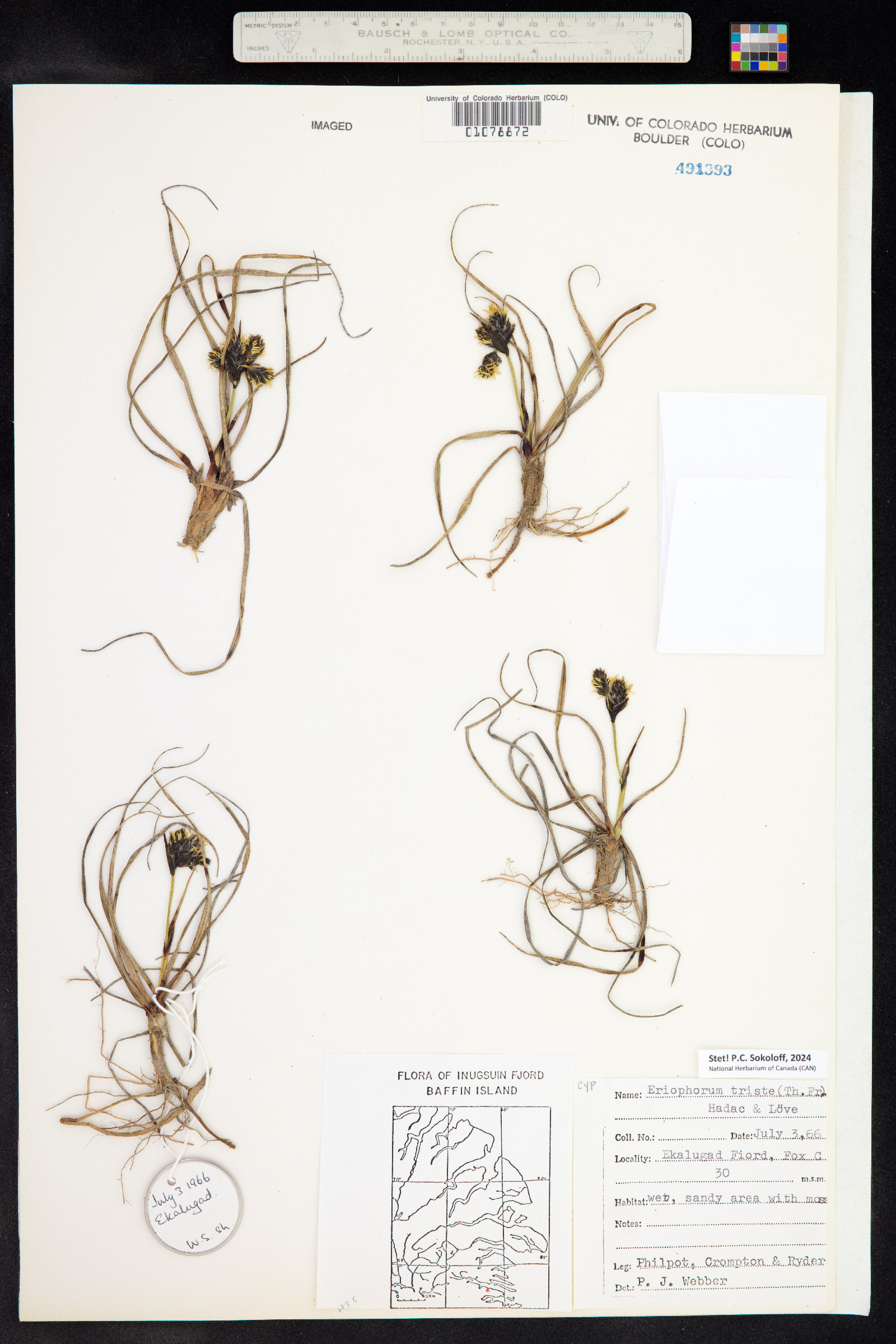Eriophorum angustifolium ssp. triste image