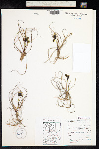 Eriophorum angustifolium ssp. triste image