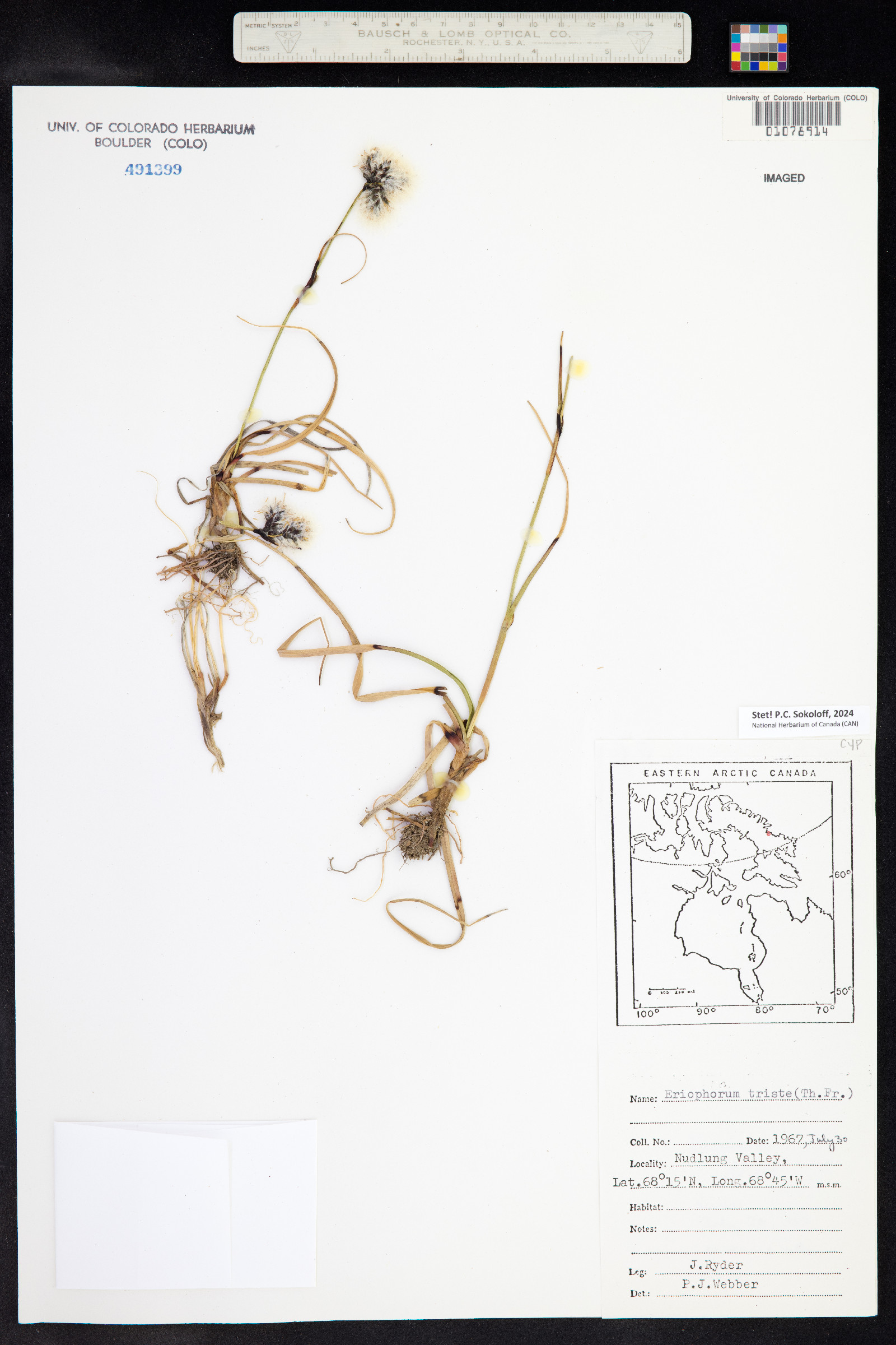 Eriophorum angustifolium ssp. triste image