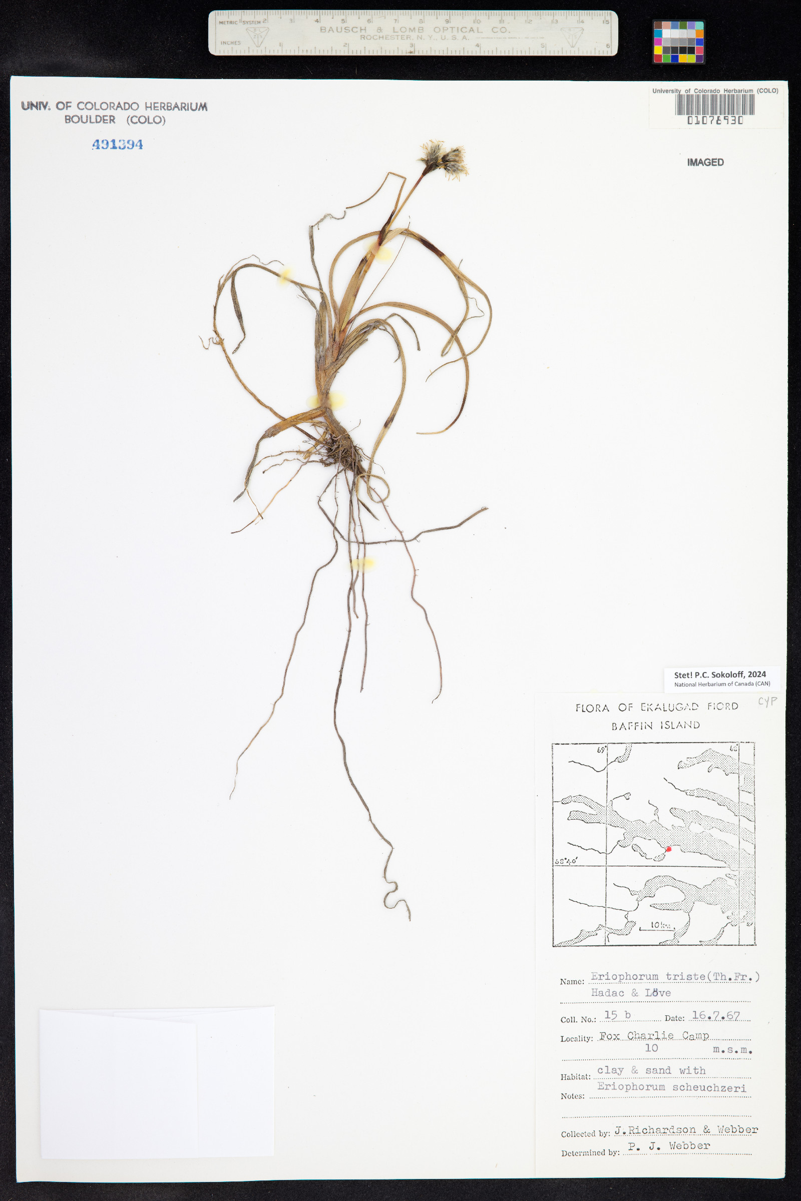 Eriophorum angustifolium ssp. triste image