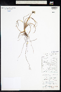 Eriophorum angustifolium ssp. triste image