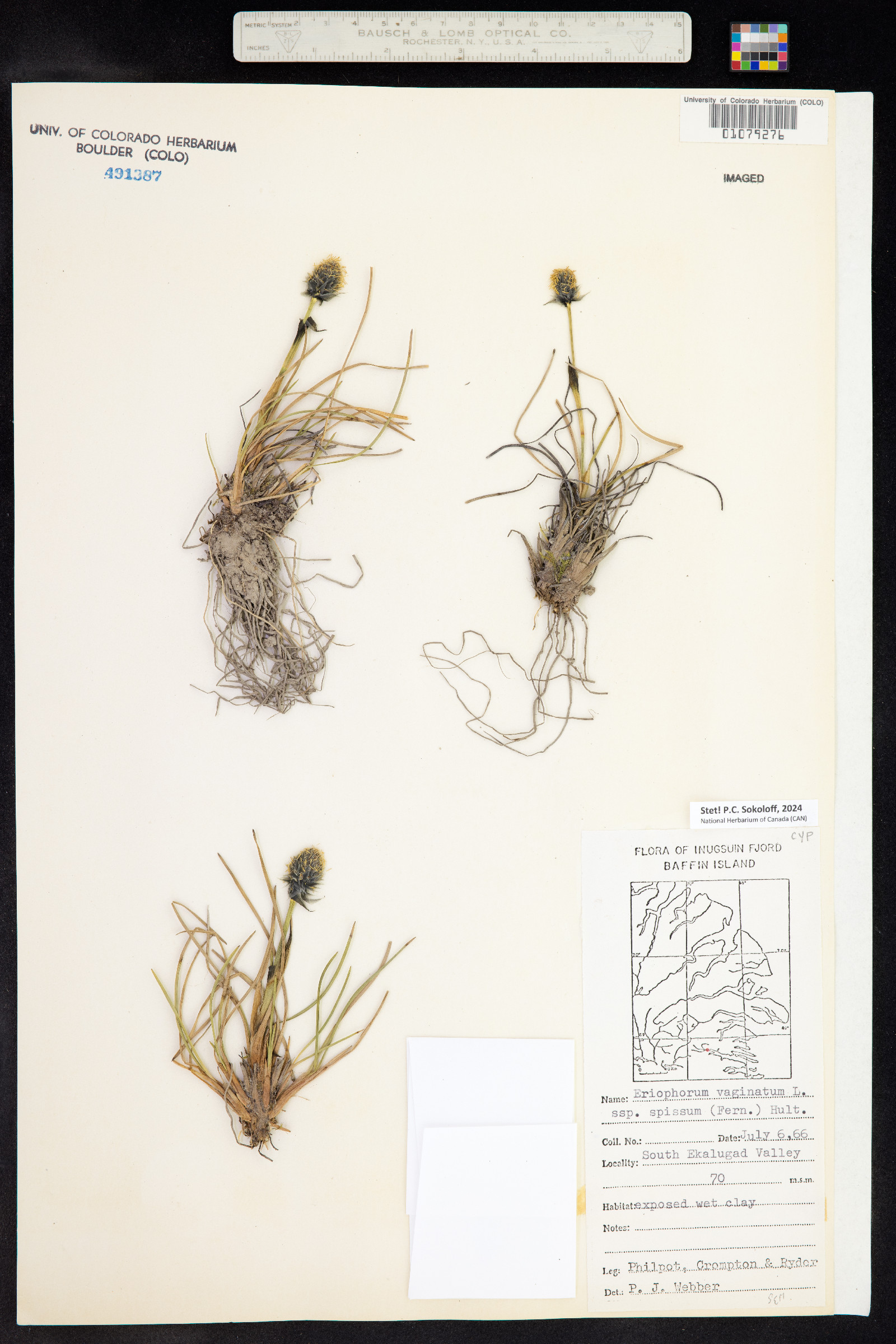 Eriophorum vaginatum image