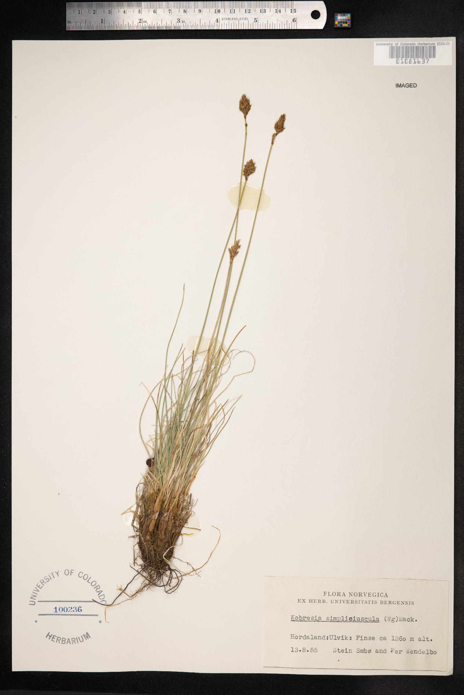 Kobresia simpliciuscula image