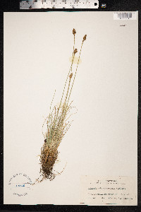 Kobresia simpliciuscula image