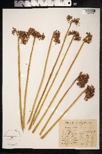 Schoenoplectus californicus image
