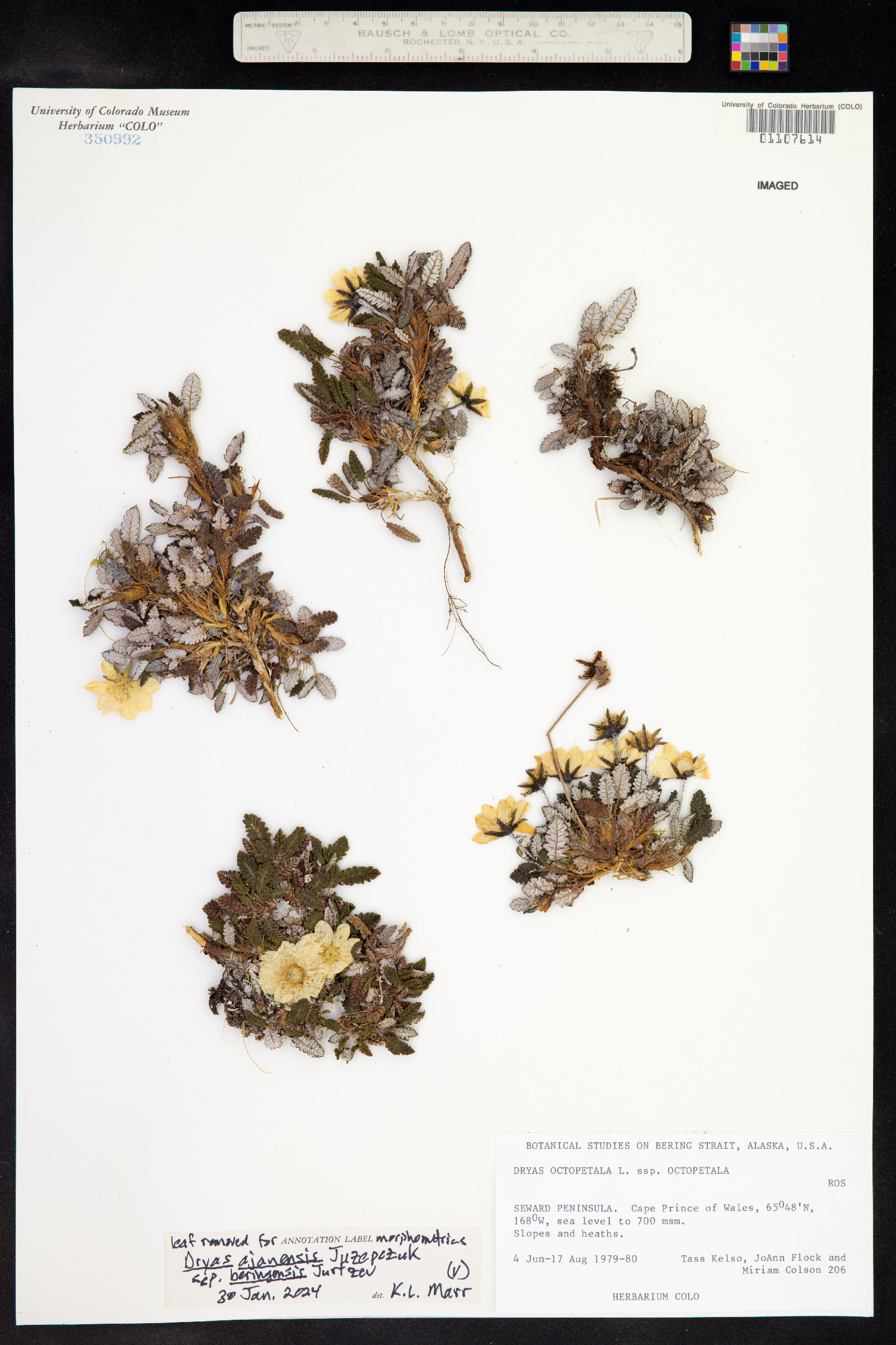 Dryas ajanensis image