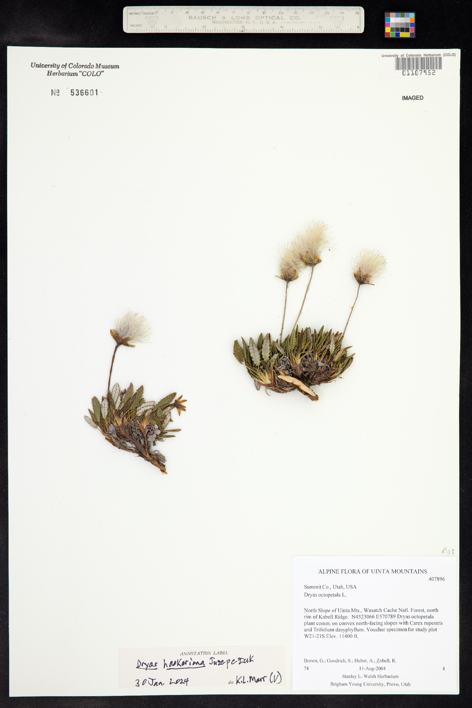 Dryas hookeriana image