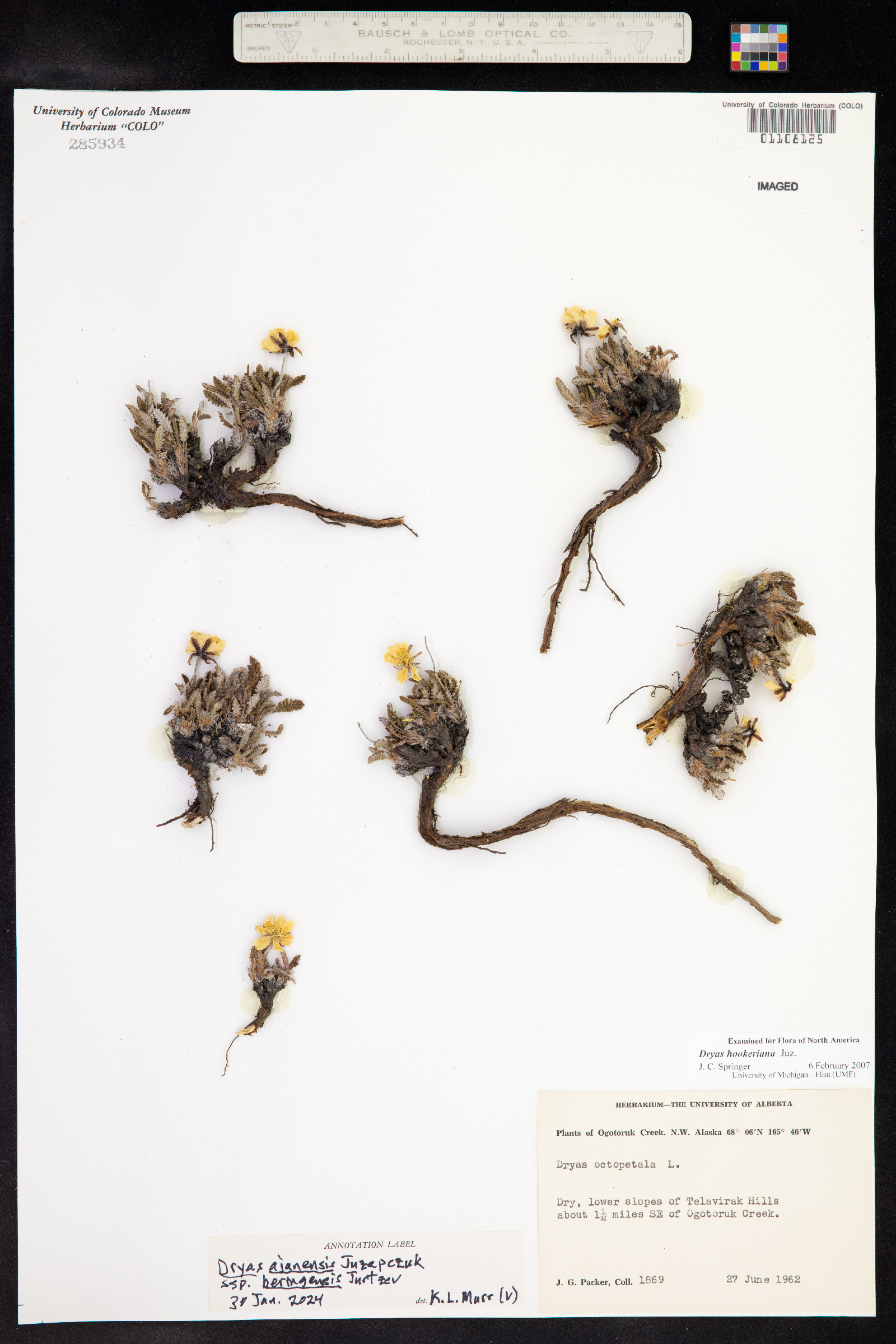 Dryas image
