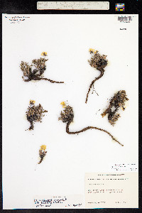 Dryas ajanensis image