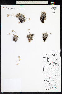 Potentilla vahliana image
