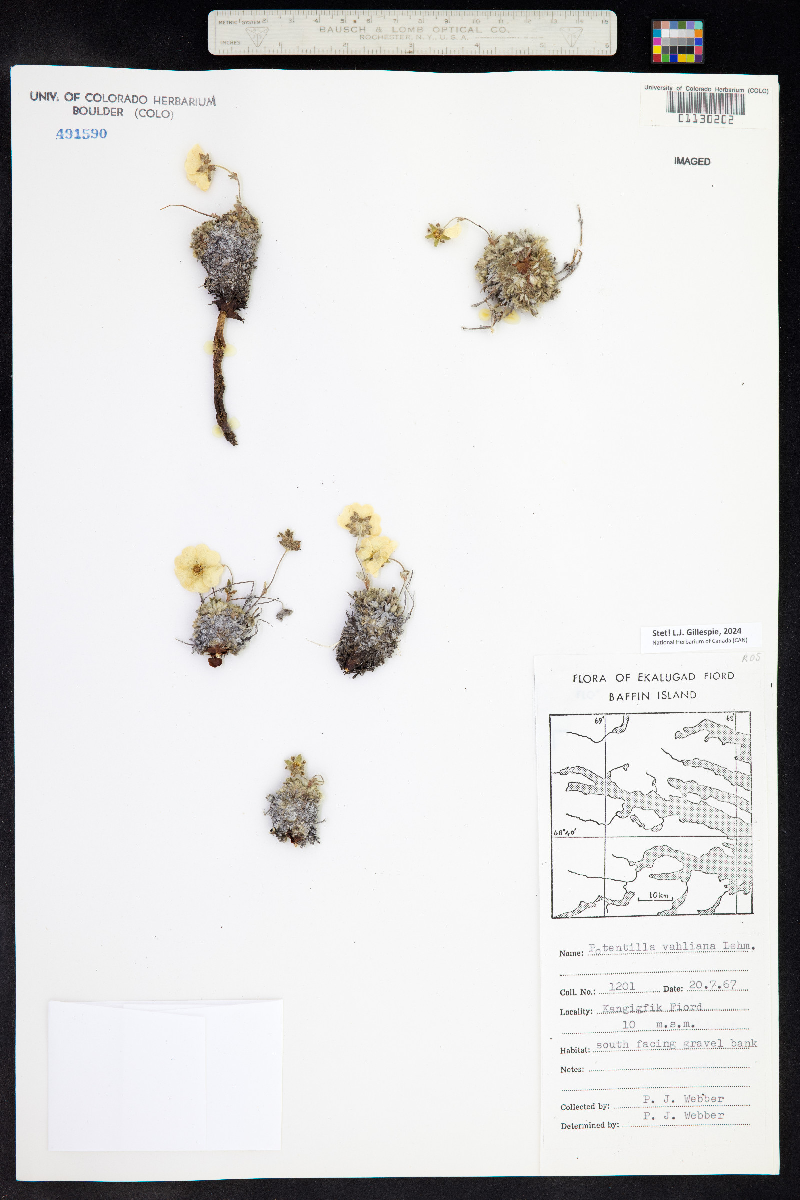 Potentilla vahliana image