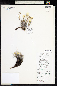 Potentilla vahliana image