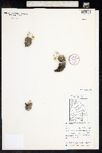 Potentilla vahliana image