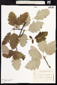 Sorbus aria image