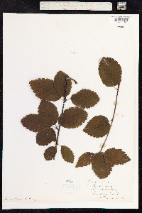 Sorbus aria image