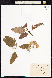 Sorbus aria image